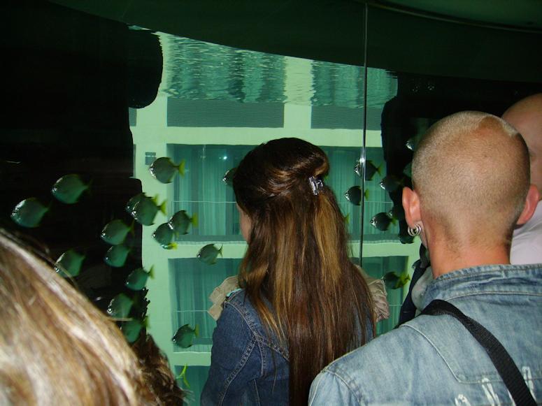 Akvariet AquaDom i SeaLife Berlin, akvariet du kan ka hiss genom, sett inifrn hissen.