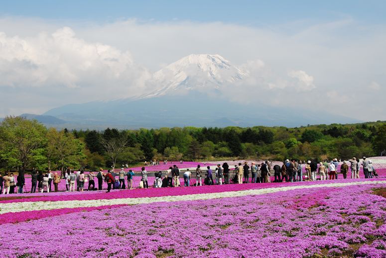 Rosa blommor (mossflox, Phlox subulata) i park vid vulkanen Fuji i Japan.