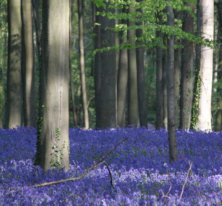 Den bl skogen Hallerbos i Belgien.