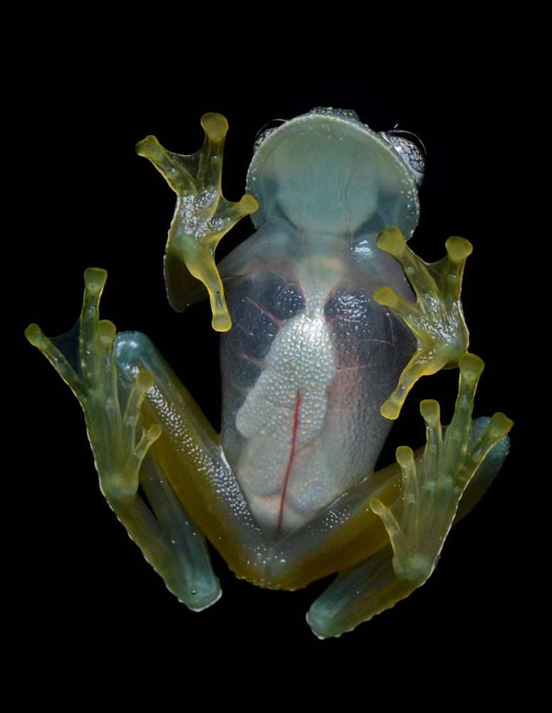 Glasgroda (Centrolenidae) - groda med genomskinlig hud s man kan se inre organ.