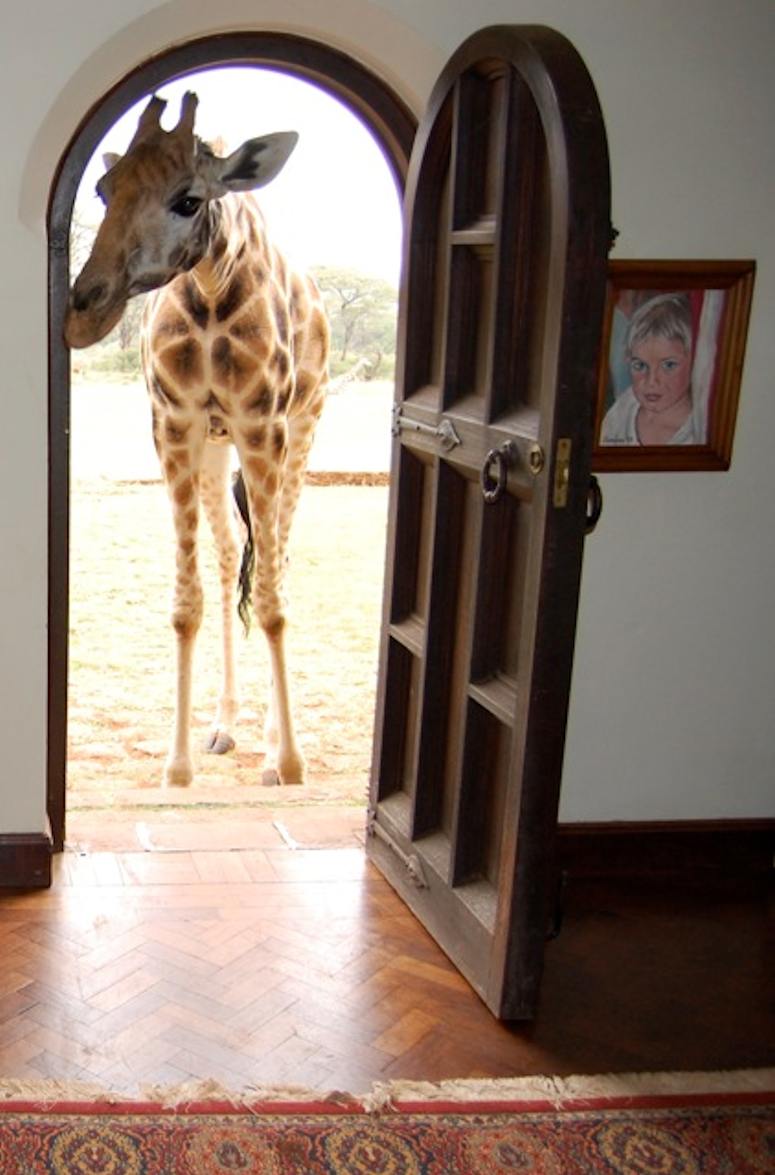 En giraff tittar in i drren p Giraffe Manor.