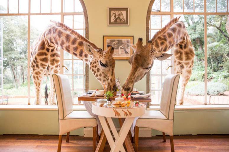 Giraffer tittar in till frukosten p Giraffe Manor.