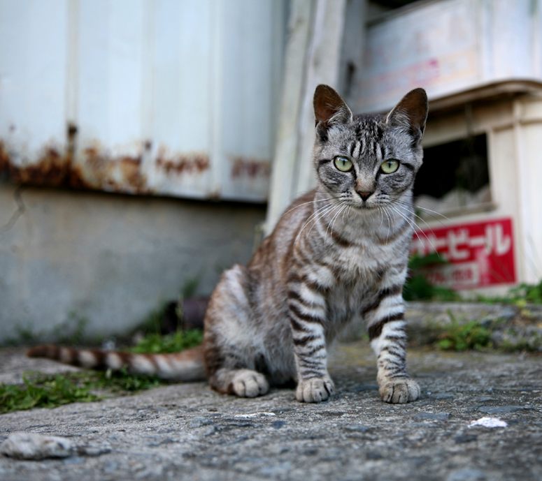 Katt p kattn Tashirojima i Japan.