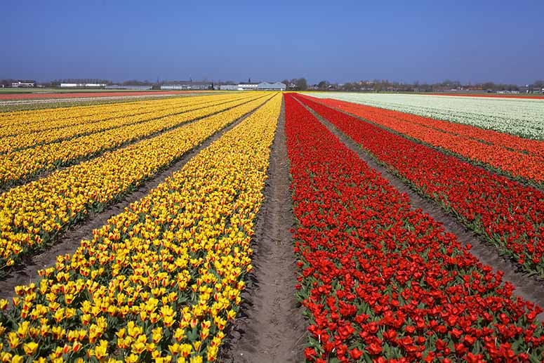 Tulpanflt i Nederlnderna (Holland).