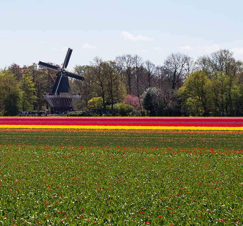 Tulpanflt i Nederlnderna (Holland).