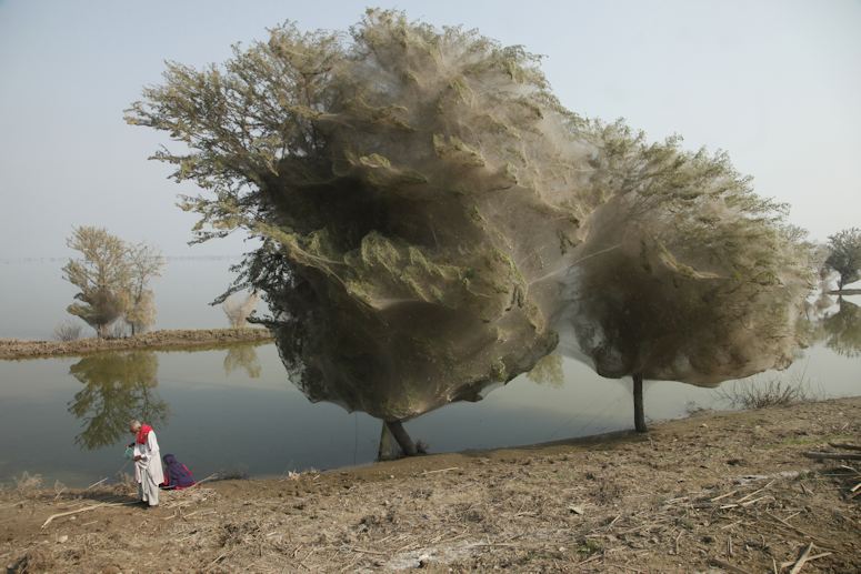 Trd tckta av spindelnt efter versvmning i Pakistan 2010
