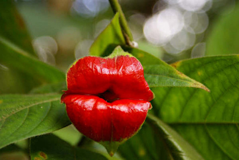Trd (Psychotria elata) med blad som ser ut som rda lppar / pussmun.