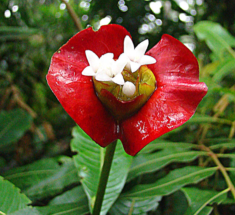 Trd (Psychotria elata) med rda lppar och pussmun.