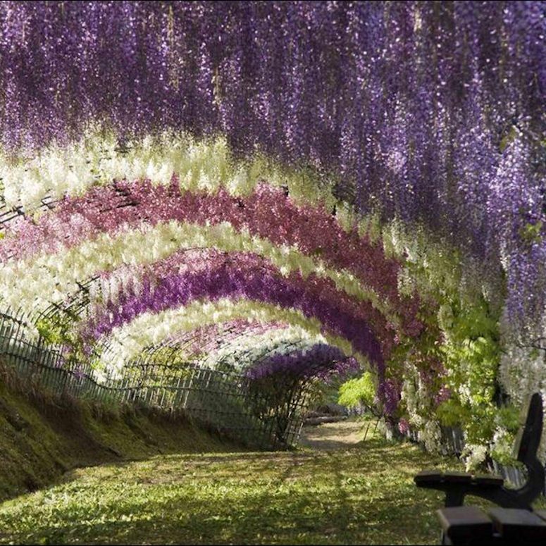 Tunnel av bl blommor i park i Japan