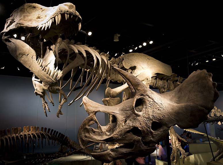 T-rex p Naturhistoriska riksmuseet