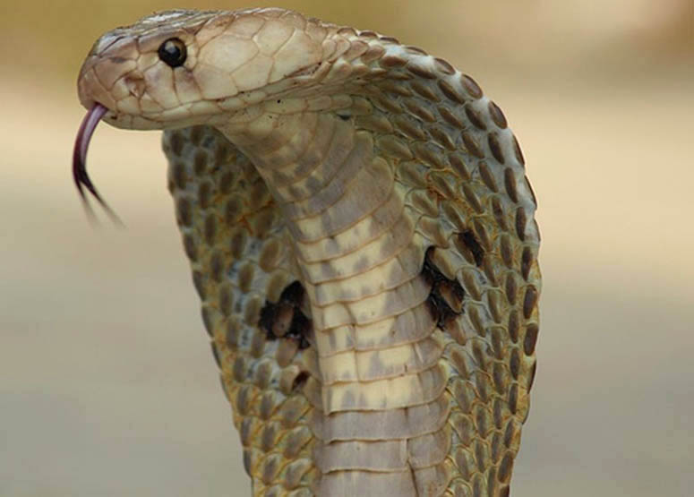 Indisk kobra, ven kallad glasgonorm