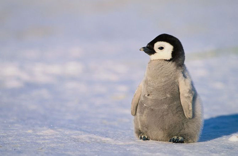 Pingvinunge