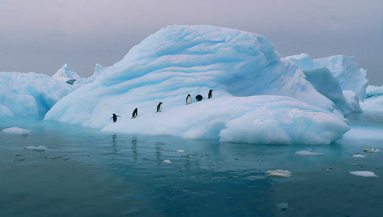 Pingviner p ett isberg, Antarktis, vrldens vackraste plats