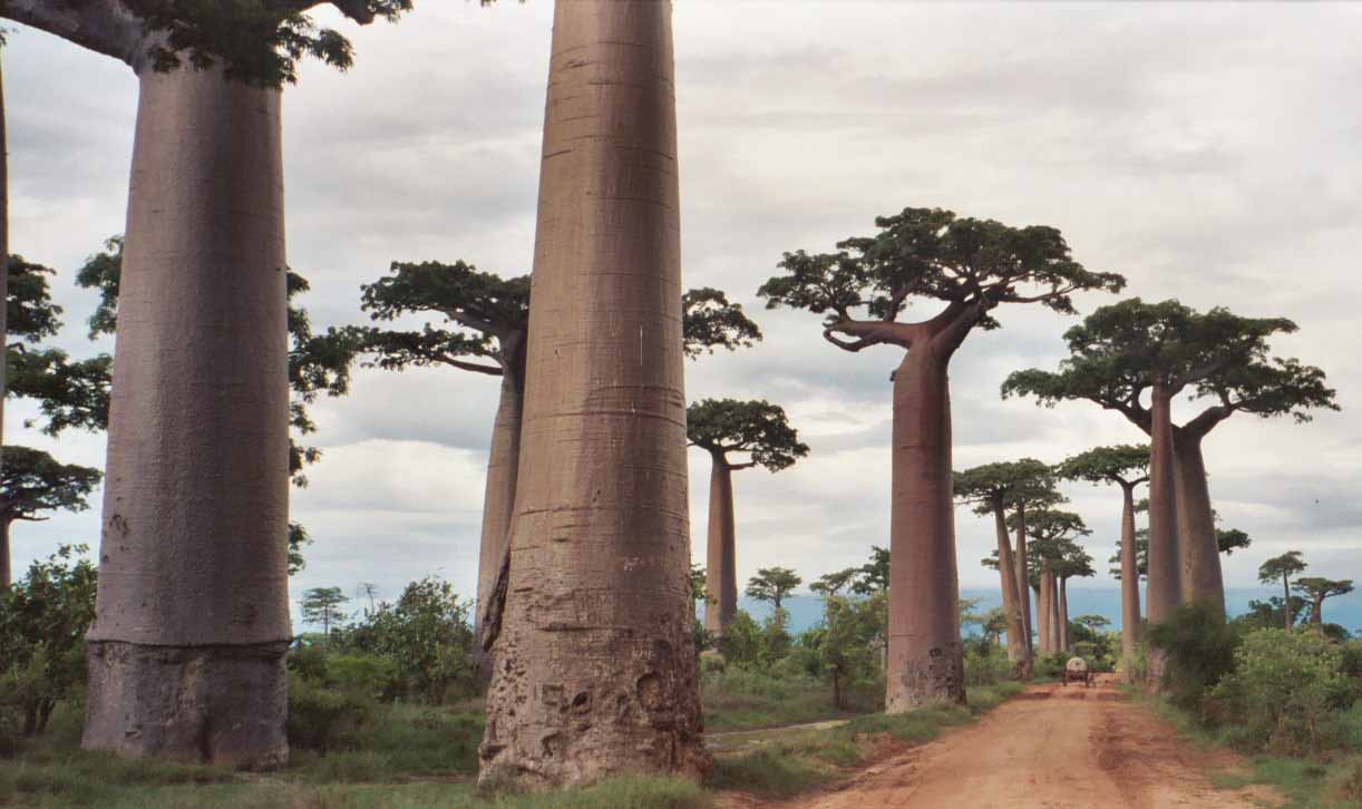 Avenue of the Baobabs