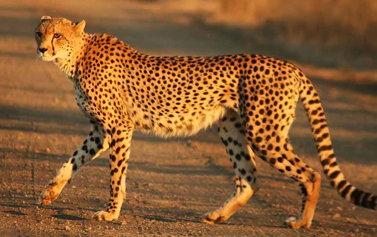 Gepard, vrldens snabbaste djur