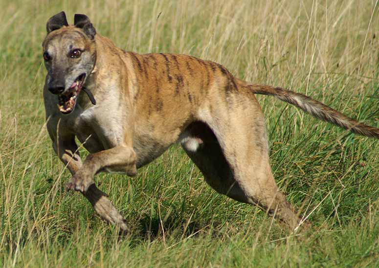 Greyhound, vrldens snabbaste hundras
