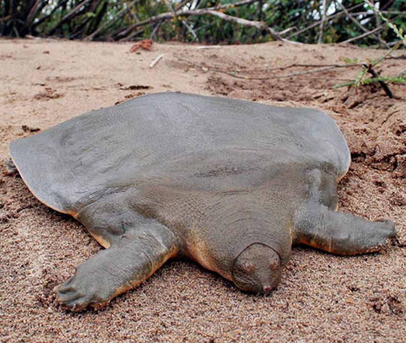 Tartaruga softshell gigante de Cantor