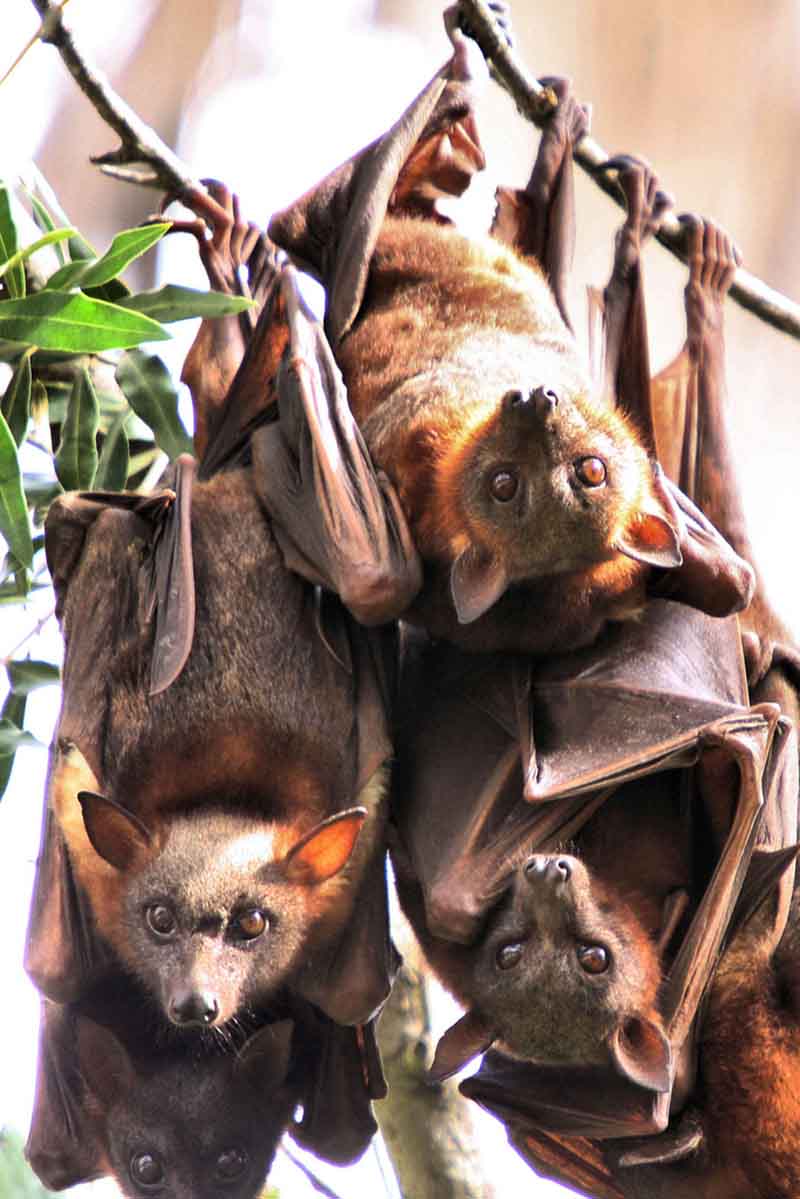 Morcegos frugívoros