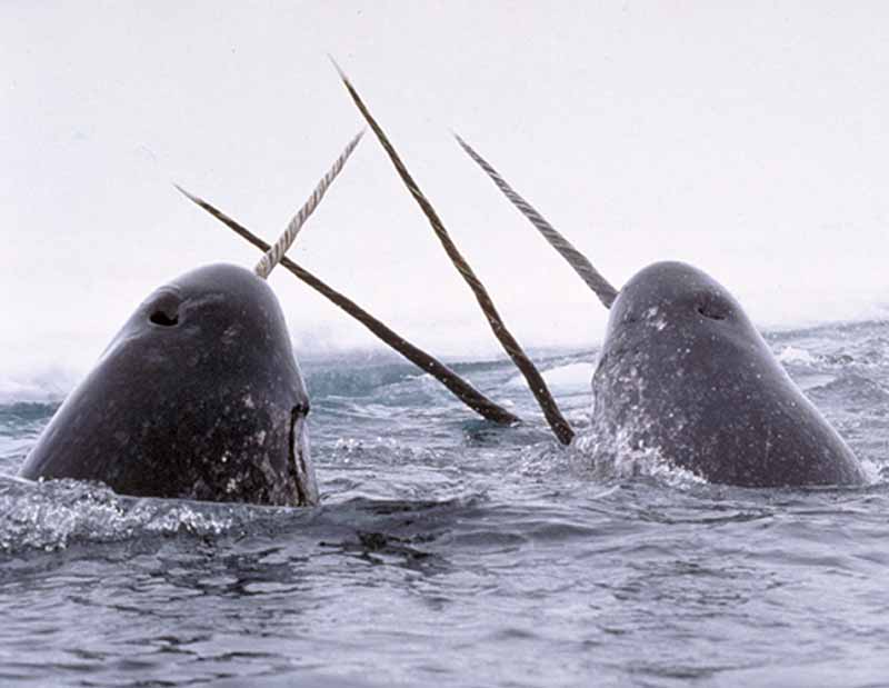 Narwhals