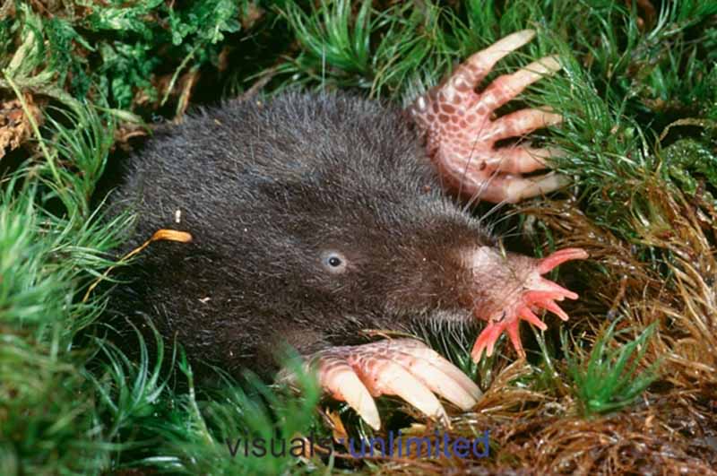 Estrela Mole