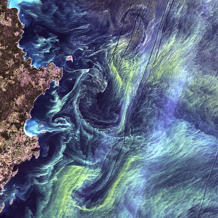 Algblomningar runt Gotland, satellitbild
