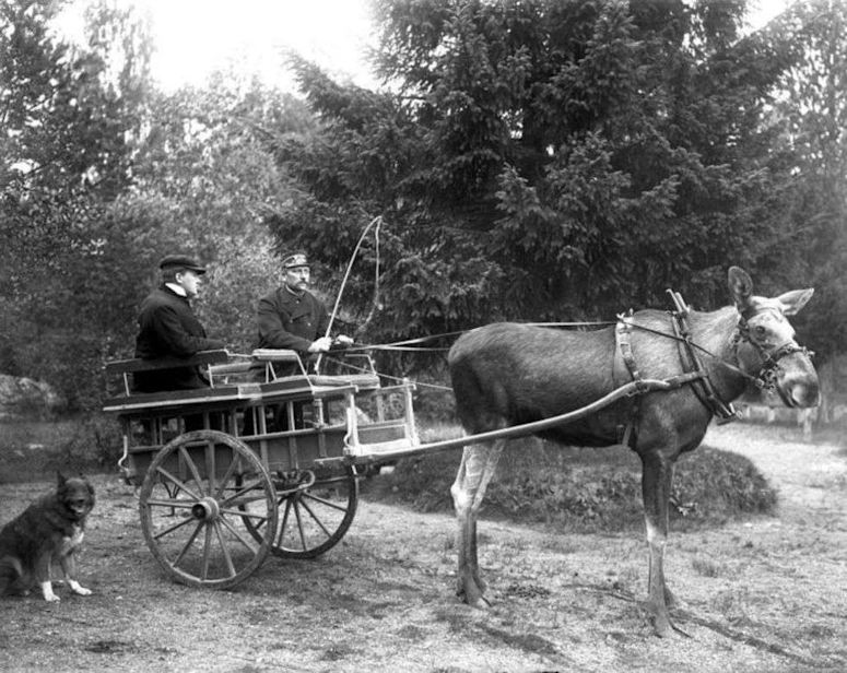 lgen Stolta, som drog vagn och ven deltog i ett travlopp.