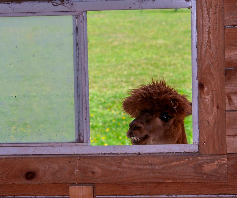 Brun alpacka tittar in genom fönster.