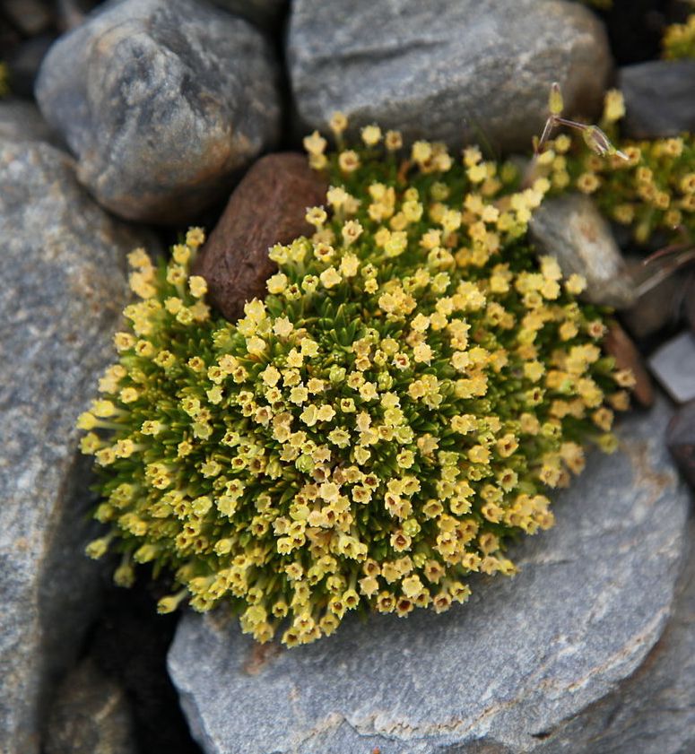 Colobanthus quitensis.