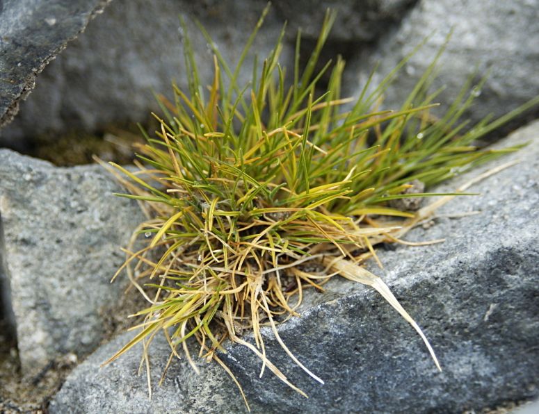 Deschampsia antarctica.