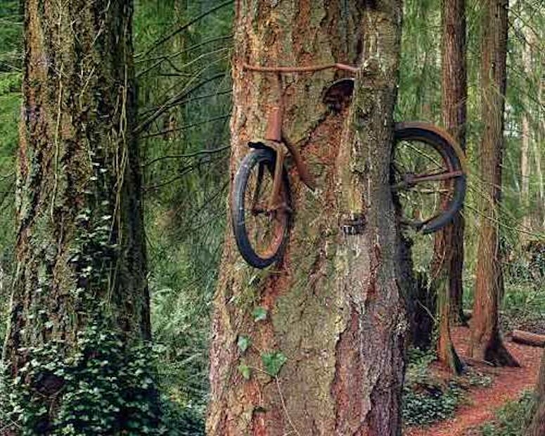 Cykel som växt fast i ett träd i USA.