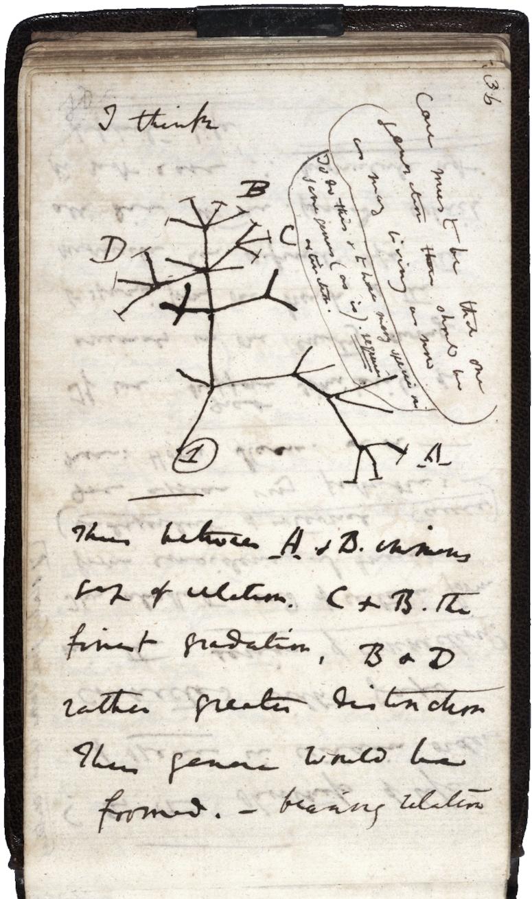 Charles Darwin, anteckningsbok med I think och ett släktträd.