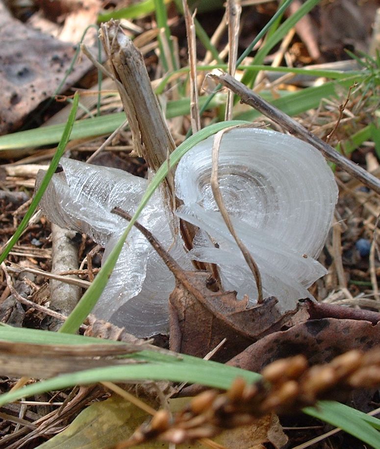 En frostblomma.