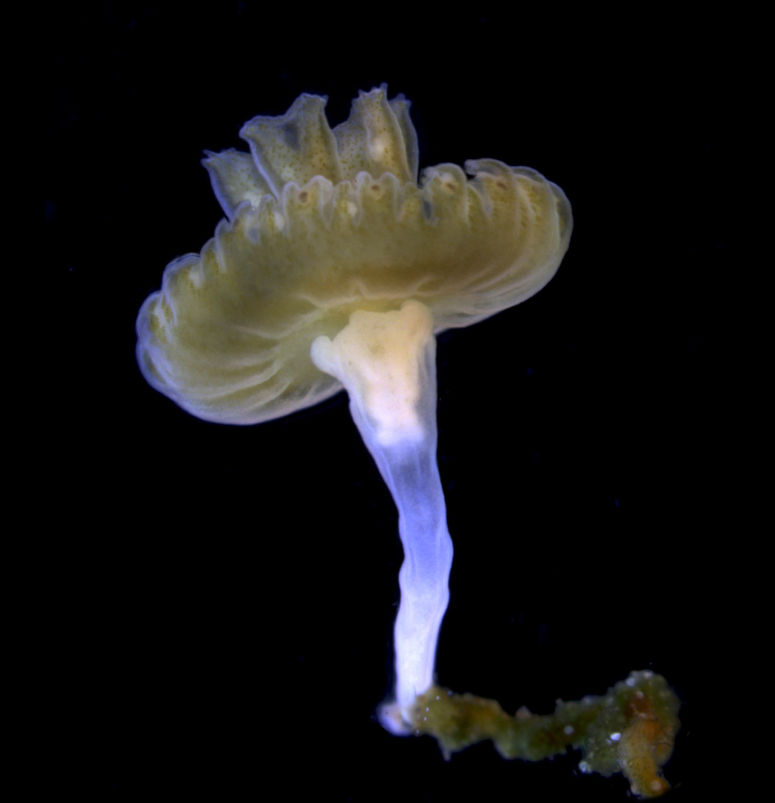 En polyp som håller på att bilda en manet.