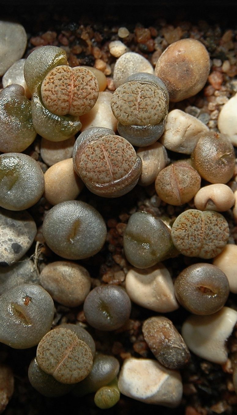 Lithops - levande växter som ser ut som stenar.