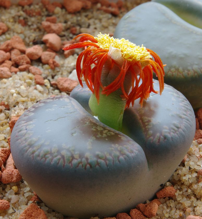 Lithops - levande vxter som ser ut som stenar.