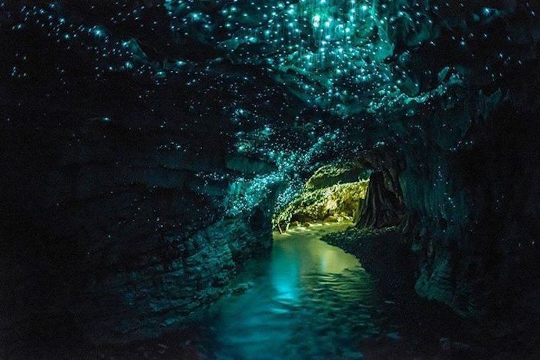 Waitomo Glowworm Caves i Nya Zeeland glittrar av Arachnocampa luminosa.