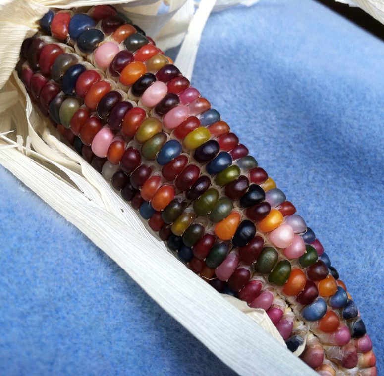 Regnbgsfrgade majskolvar glass gem corn.