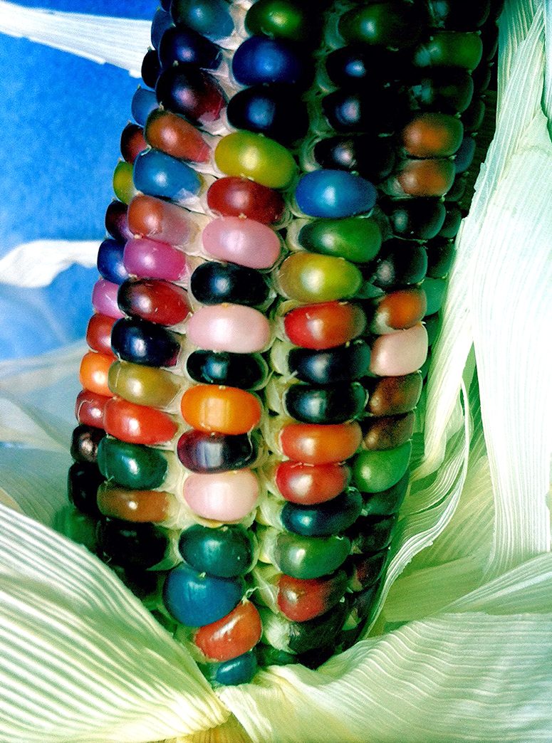 Regnbgsfrgade majskolvar glass gem corn.