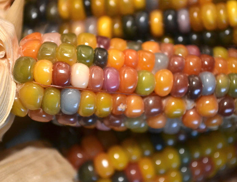 Regnbgsfrgade majskolvarna glass gem corn.