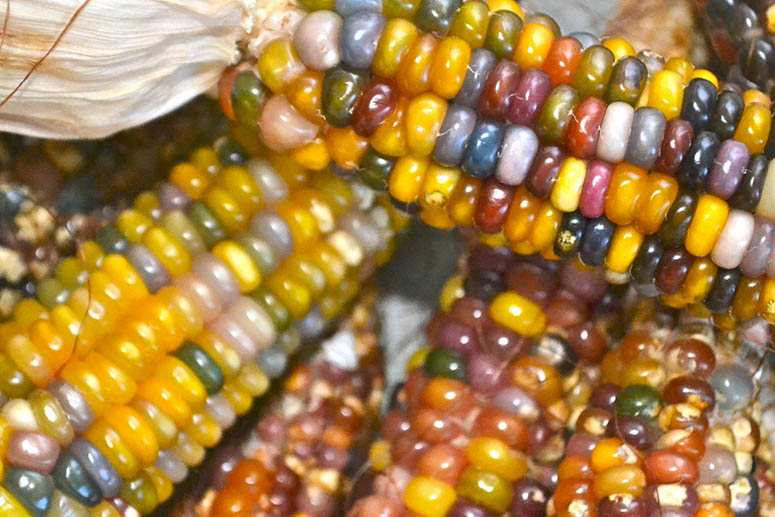 Regnbgsfrgade majskolvarna glass gem corn.