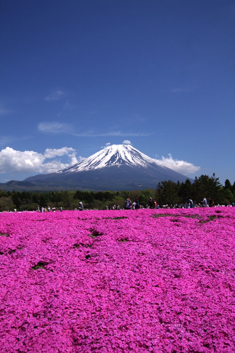 Rosa blommor (mossflox, Phlox subulata) i park vid vulkanen Fuji i Japan.