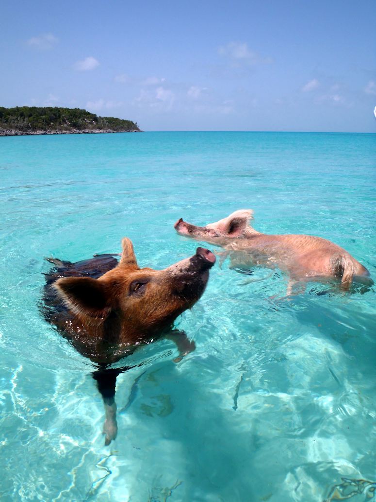 Simmande grisar på Big Major Cay i Bahamas