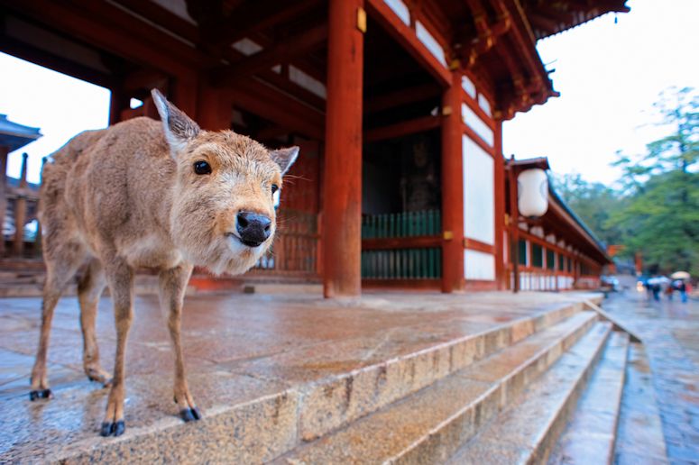 Tama sikahjortar i staden Nara i Japan.