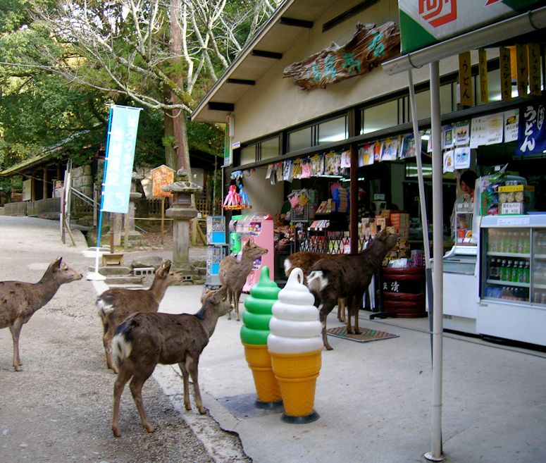 Tama sikahjortar i staden Nara i Japan.
