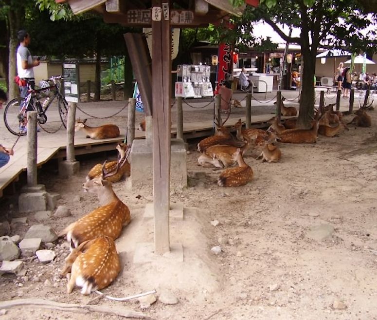 Tama sikahjortar i staden Nara i Japan.