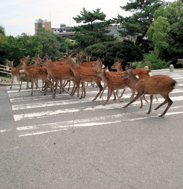 Tama sikahjortar i staden Nara i Japan.