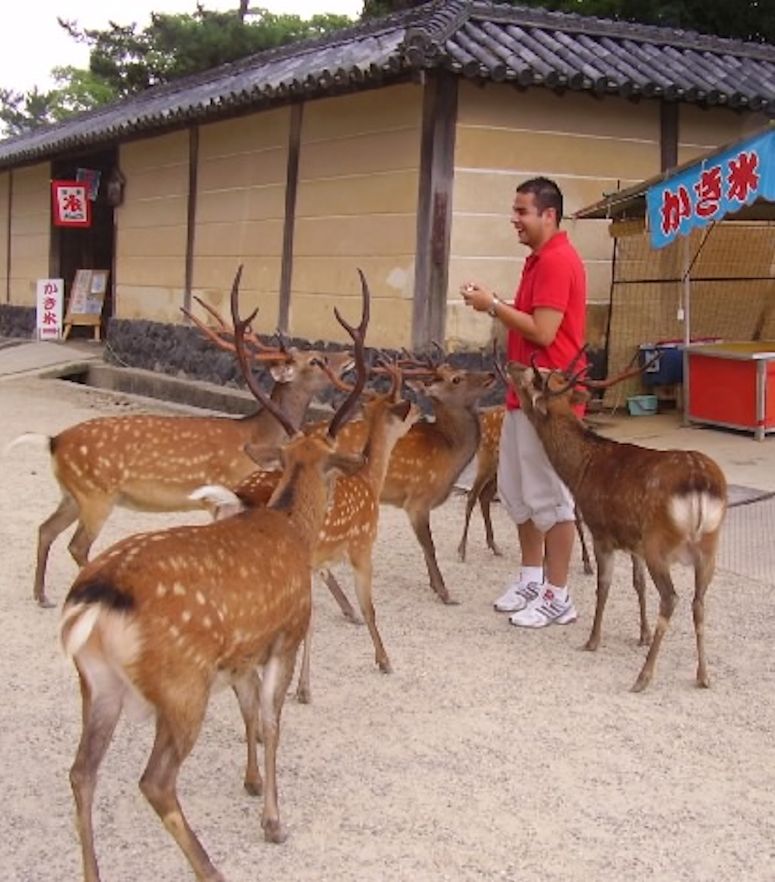 Tama sikahjortar i staden Nara i Japan.