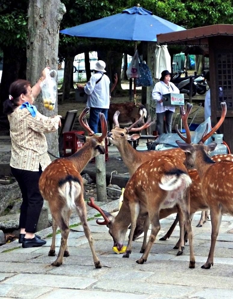 Tama sikahjortar i staden Nara i Japan.