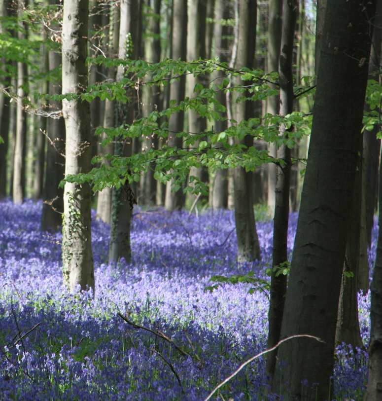 Den bl skogen Hallerbos i Belgien.