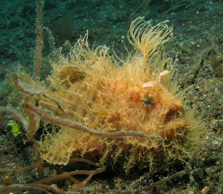 Hairy frogfish (Antennarius striatus), metar och gr p botten.